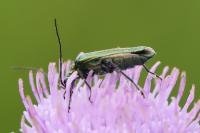 Oedemera nobilis