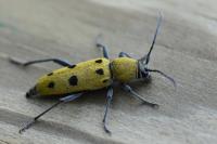 Chlorophorus glabromaculatus