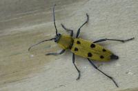 Chlorophorus glabromaculatus