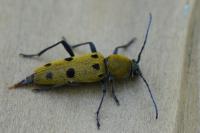Chlorophorus glabromaculatus