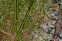 Calamobius filum