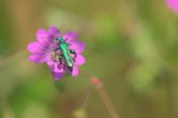 Oedemera nobilis
