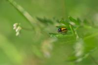 Cryptocephalus vittatus