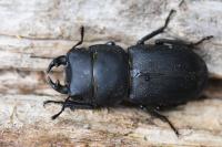 Dorcus parallelipipedus