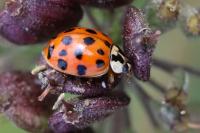 Harmonia axyridis