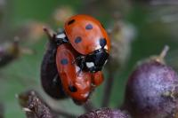 Coccinella septempunctata