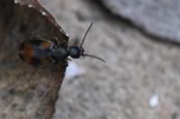 Anthicus antherinus