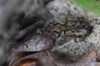 Asaphidion stierlini