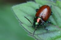 Chrysolina polita