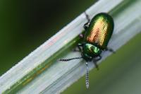 Gastrophysa viridula