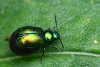 Gastrophysa viridula