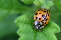 Harmonia axyridis
