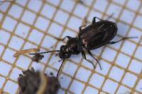 Bembidion lampros