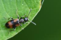 Anthicus antherinus