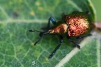 Byctiscus