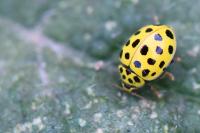 Psyllobora vigintiduopunctata
