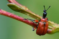 Apoderus coryli