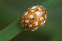 Halyzia sedecimguttata