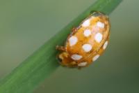 Halyzia sedecimguttata