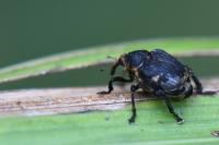 Mononychus punctumalbum