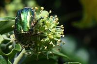Cetonia aurata
