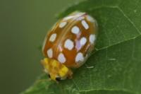 Halyzia sedecimguttata