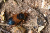 Diachromus germanus