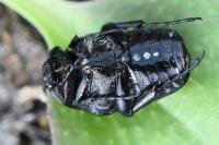 Oxythyrea funesta
