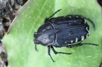 Oxythyrea funesta