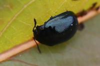 Plagiodera versicolora