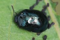 Plagiodera versicolora
