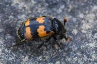 Nicrophorus