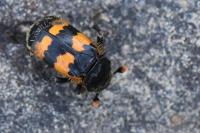 Nicrophorus