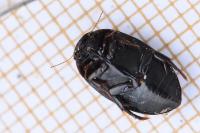 Agabus didymus