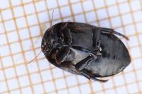 Agabus didymus