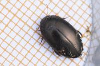 Agabus didymus