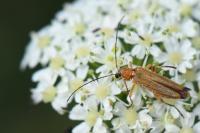 Oedemera podagrariae