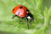 Coccinella septempunctata