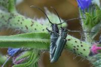 Opsilia coerulescens