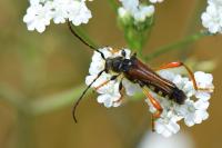 Stenopterus rufus