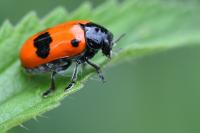 Clytra laeviuscula