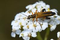 Oedemera podagrariae