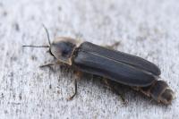 Lampyris noctiluca