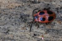 Endomychus coccineus
