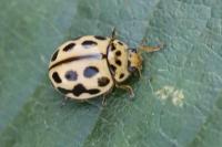 Tytthaspis sedecimpunctata