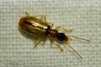 Demetrias atricapillus