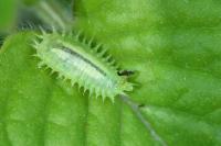 Cassida