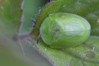 Cassida viridis
