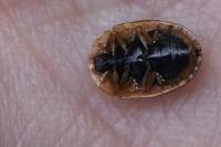 Hypocassida subferruginea