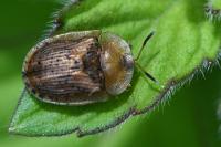 Hypocassida subferruginea